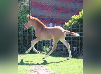 German Riding Pony, Stallion, 1 year, Chestnut