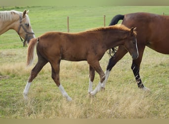 German Riding Pony, Stallion, 1 year, Chestnut