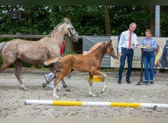 German Riding Pony, Stallion, 1 year, Chestnut