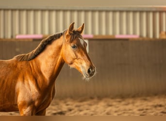 German Riding Pony, Stallion, 1 year, Chestnut-Red
