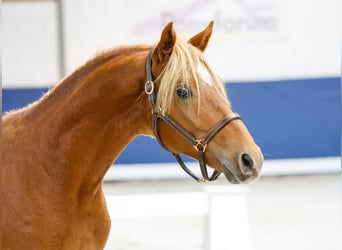 German Riding Pony, Stallion, 1 year, Chestnut-Red
