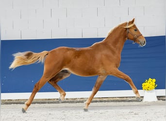 German Riding Pony, Stallion, 1 year, Chestnut-Red