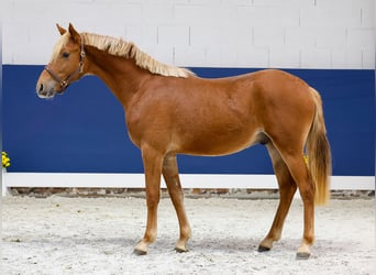 German Riding Pony, Stallion, 1 year, Chestnut-Red