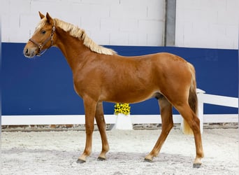 German Riding Pony, Stallion, 1 year, Chestnut-Red
