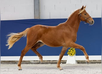 German Riding Pony, Stallion, 1 year, Chestnut-Red