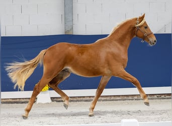 German Riding Pony, Stallion, 1 year, Chestnut-Red