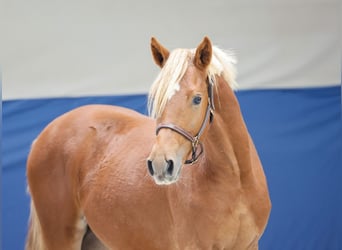 German Riding Pony, Stallion, 1 year, Chestnut-Red