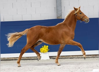 German Riding Pony, Stallion, 1 year, Chestnut-Red