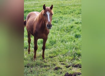 German Riding Pony, Stallion, 1 year, Chestnut-Red