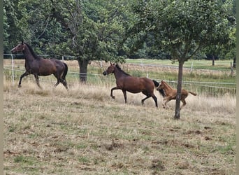 German Riding Pony, Stallion, 1 year, Chestnut-Red