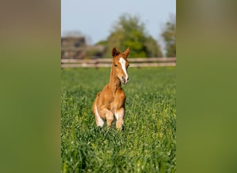 German Riding Pony Mix, Stallion, 1 year, Chestnut