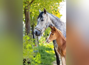 German Riding Pony Mix, Stallion, 1 year, Chestnut