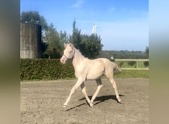 German Riding Pony, Stallion, 1 year, Cremello