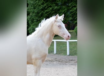German Riding Pony, Stallion, 1 year, Cremello