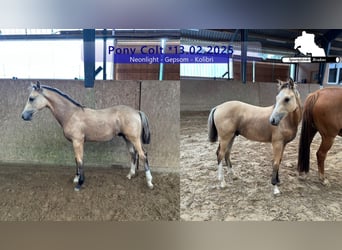 German Riding Pony, Stallion, 1 year, Cremello