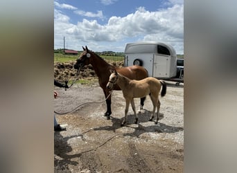 German Riding Pony, Stallion, 1 year, Dun