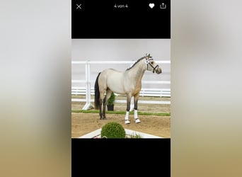 German Riding Pony, Stallion, 1 year, Dun