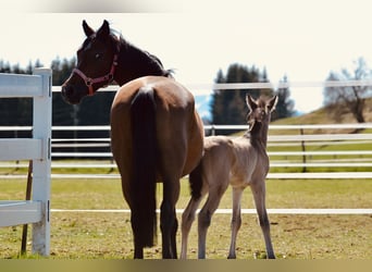 German Riding Pony, Stallion, 1 year, Dun