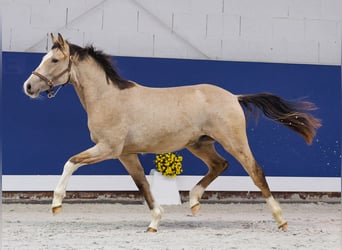 German Riding Pony, Stallion, 1 year, Dun