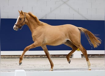 German Riding Pony, Stallion, 1 year, Dun
