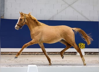 German Riding Pony, Stallion, 1 year, Dun