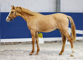 German Riding Pony, Stallion, 1 year, Dun