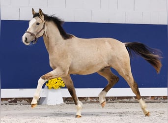 German Riding Pony, Stallion, 1 year, Dun