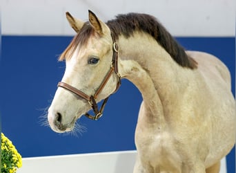 German Riding Pony, Stallion, 1 year, Dun