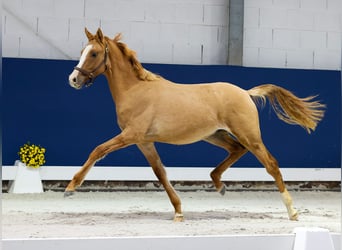German Riding Pony, Stallion, 1 year, Dun