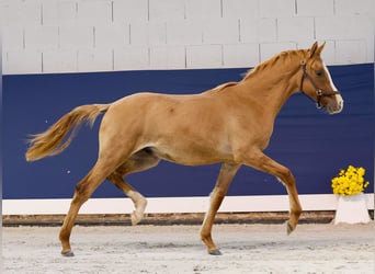 German Riding Pony, Stallion, 1 year, Dun