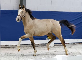 German Riding Pony, Stallion, 1 year, Dun