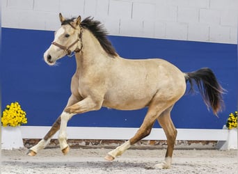 German Riding Pony, Stallion, 1 year, Dun