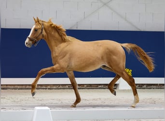 German Riding Pony, Stallion, 1 year, Dun