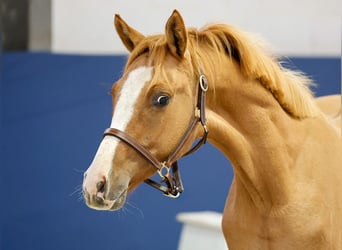 German Riding Pony, Stallion, 1 year, Dun
