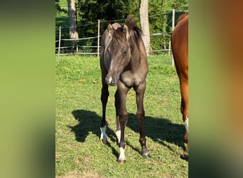 German Riding Pony, Stallion, 1 year, Dun