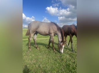 German Riding Pony, Stallion, 1 year, Gray-Red-Tan