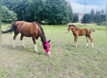German Riding Pony Mix, Stallion, 1 year