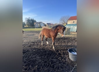 German Riding Pony Mix, Stallion, 1 year
