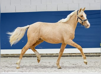 German Riding Pony, Stallion, 1 year, Palomino