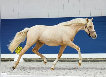 German Riding Pony, Stallion, 1 year, Palomino