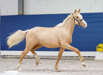 German Riding Pony, Stallion, 1 year, Palomino