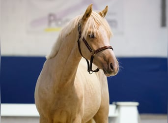 German Riding Pony, Stallion, 1 year, Palomino