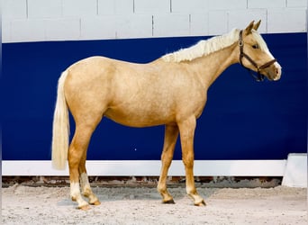 German Riding Pony, Stallion, 1 year, Palomino