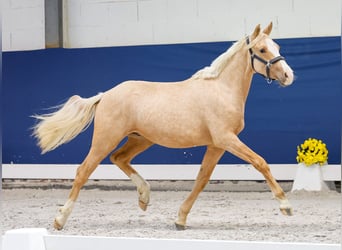 German Riding Pony, Stallion, 1 year, Palomino