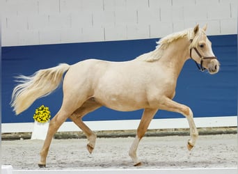 German Riding Pony, Stallion, 1 year, Palomino