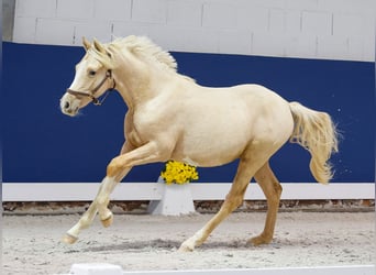 German Riding Pony, Stallion, 1 year, Palomino
