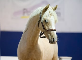 German Riding Pony, Stallion, 1 year, Palomino