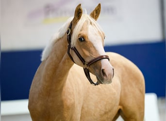 German Riding Pony, Stallion, 1 year, Palomino