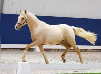German Riding Pony, Stallion, 1 year, Palomino