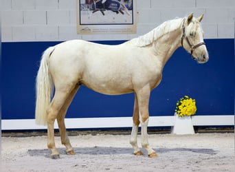German Riding Pony, Stallion, 1 year, Palomino